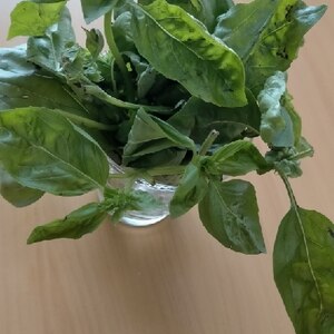 新鮮バジルを長持ちさせる保存方法 お役立ちメモ レシピ 作り方 By M H 楽天レシピ 新鮮バジルを長持ちさせる保存方法 お役立ちメモ レシピ 作り方 By M H 楽天レシピ